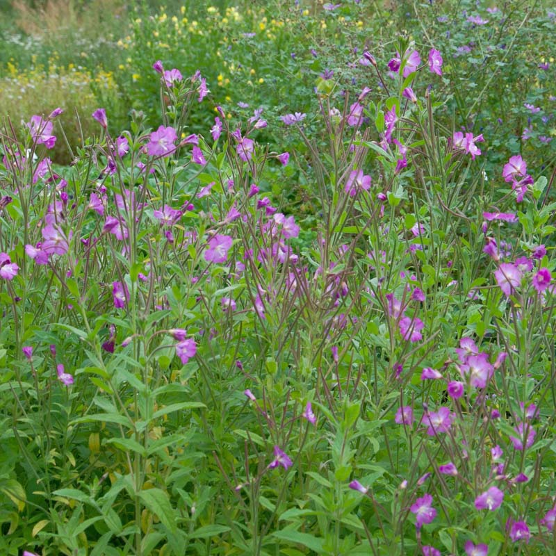 Artikelbild 2 des Artikels “Zottiges Weidenröschen “