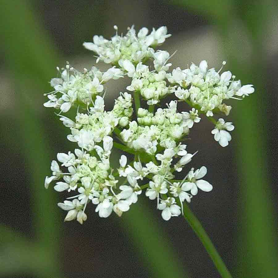 Artikelbild 2 des Artikels “Wasser-Fenchel “