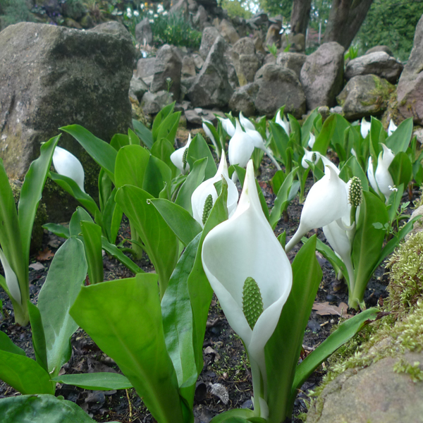 Artikelbild 2 des Artikels “Scheincalla, weiß “