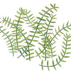 Artikelbild 2 des Artikels “Wasser-Dickblatt “