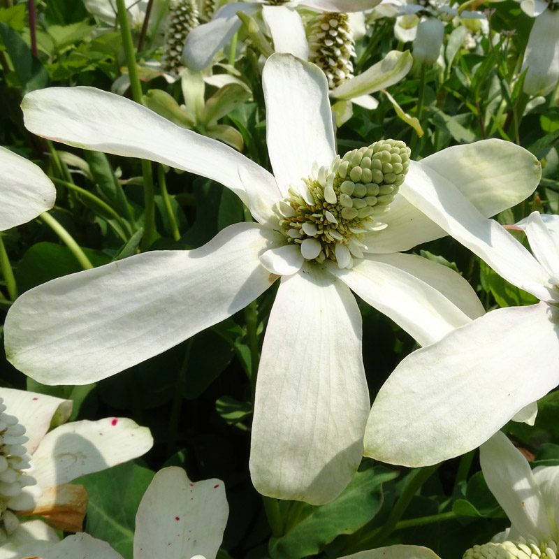 Artikelbild 2 des Artikels “Wasseranemone “