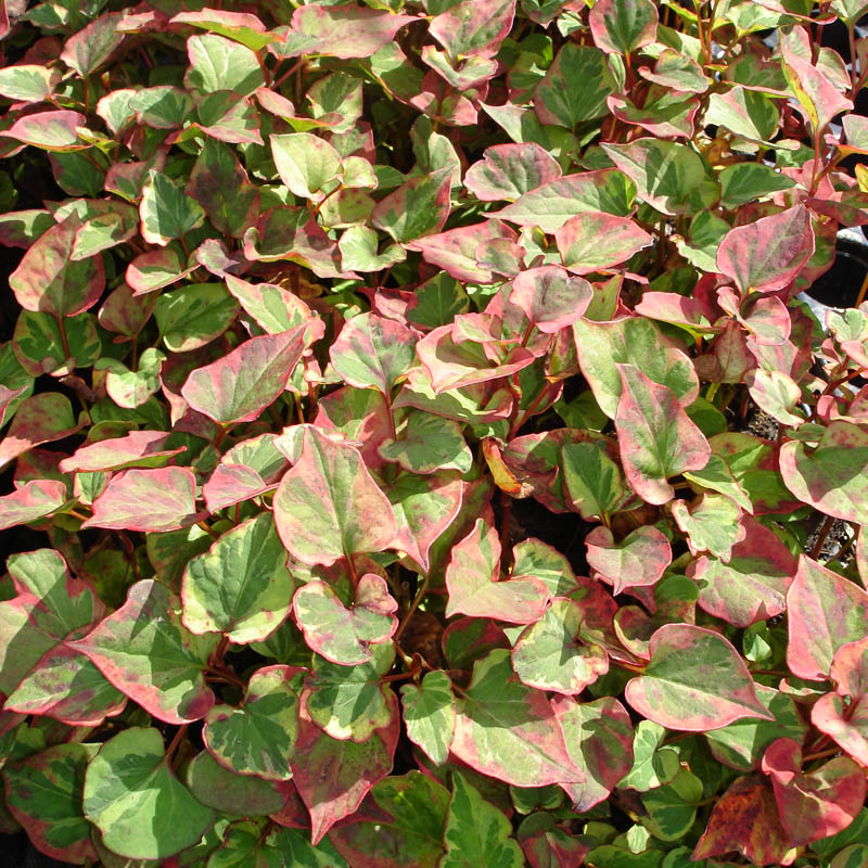 Artikelbild 2 des Artikels “Houttuynie, Bunte “