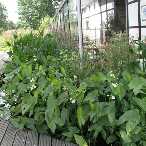 Artikelbild 2 des Artikels “Breitblättriges Pfeilblatt “