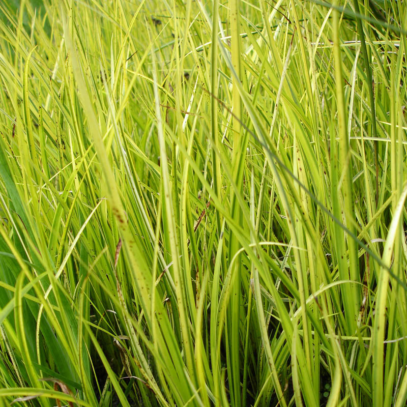 Artikelbild 2 des Artikels “Gras-Kalmus, gelb-grün “