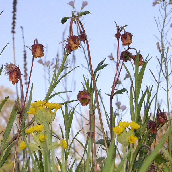 Artikelbild 2 des Artikels “Bach-Nelkenwurz “