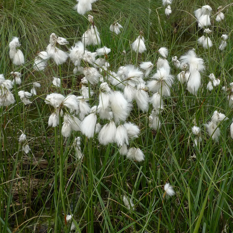 Artikelbild 2 des Artikels “Schmalblättriges Wollgras “