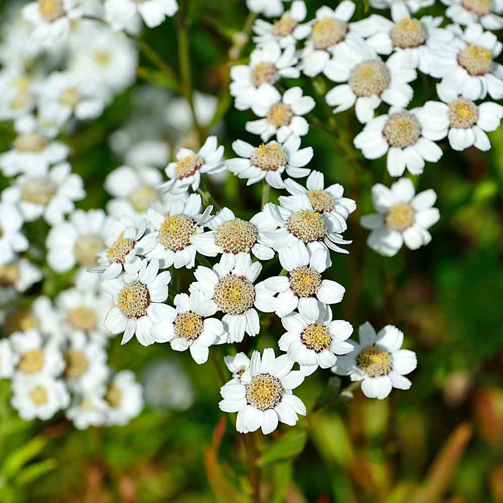 Artikelbild 2 des Artikels “Sumpf-Schafgarbe “