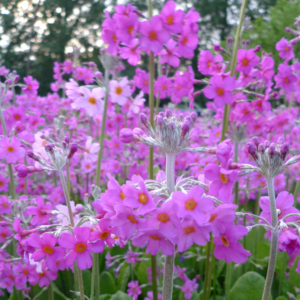 Artikelbild 2 des Artikels “Etagen-Primel, rot “