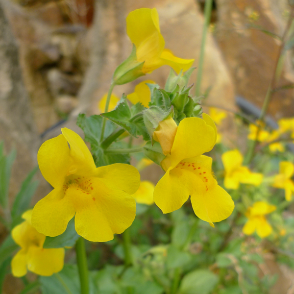 Artikelbild 2 des Artikels “Gauklerblume, gelb “