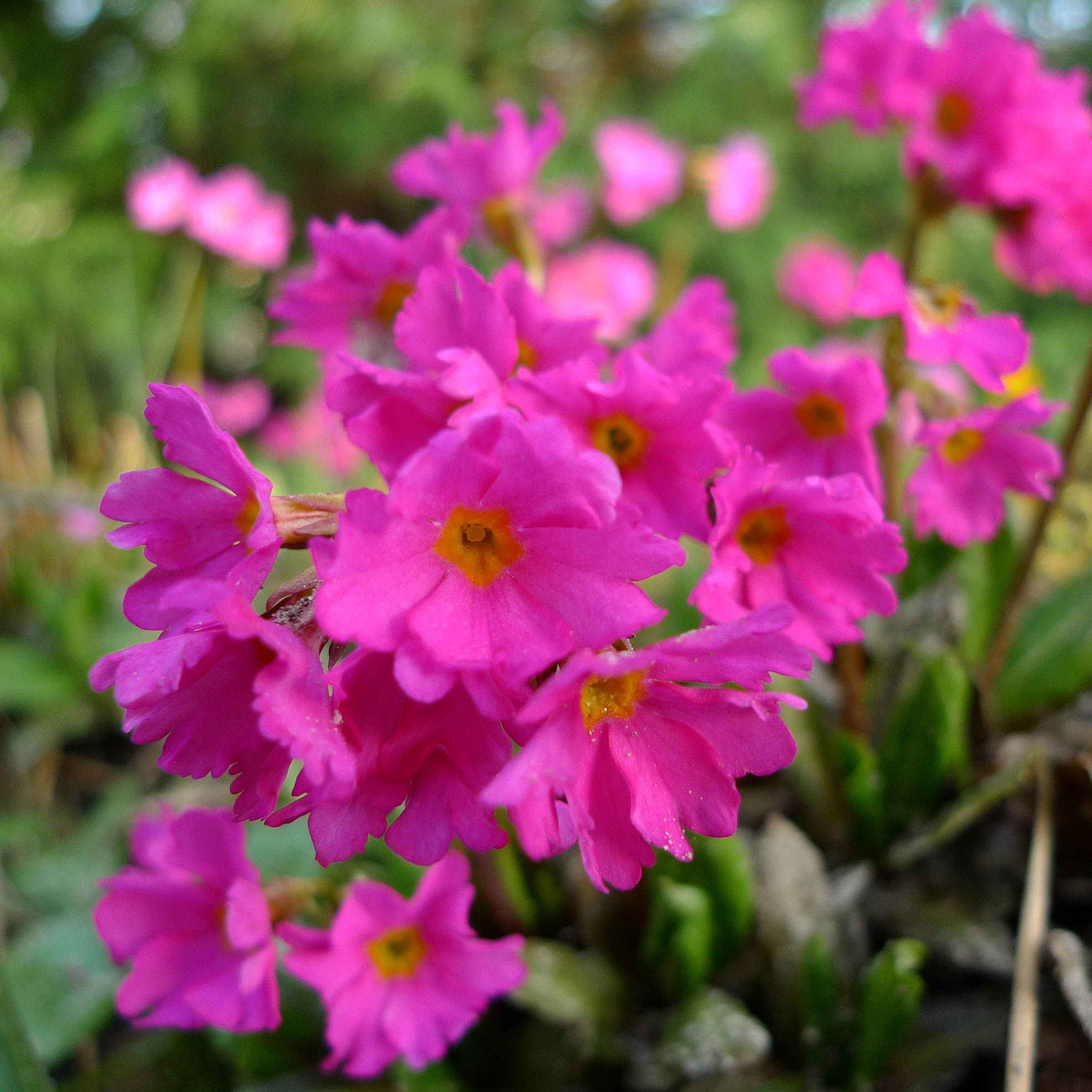 Artikelbild 2 des Artikels “Rosen-Primel “