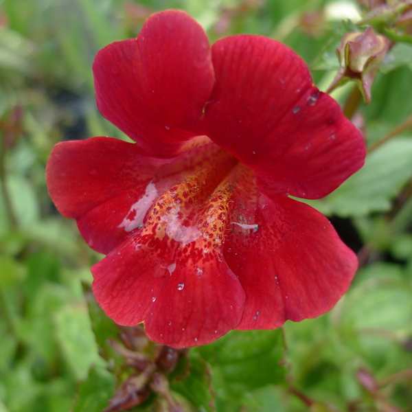 Artikelbild 2 des Artikels “Gauklerblume, rot “