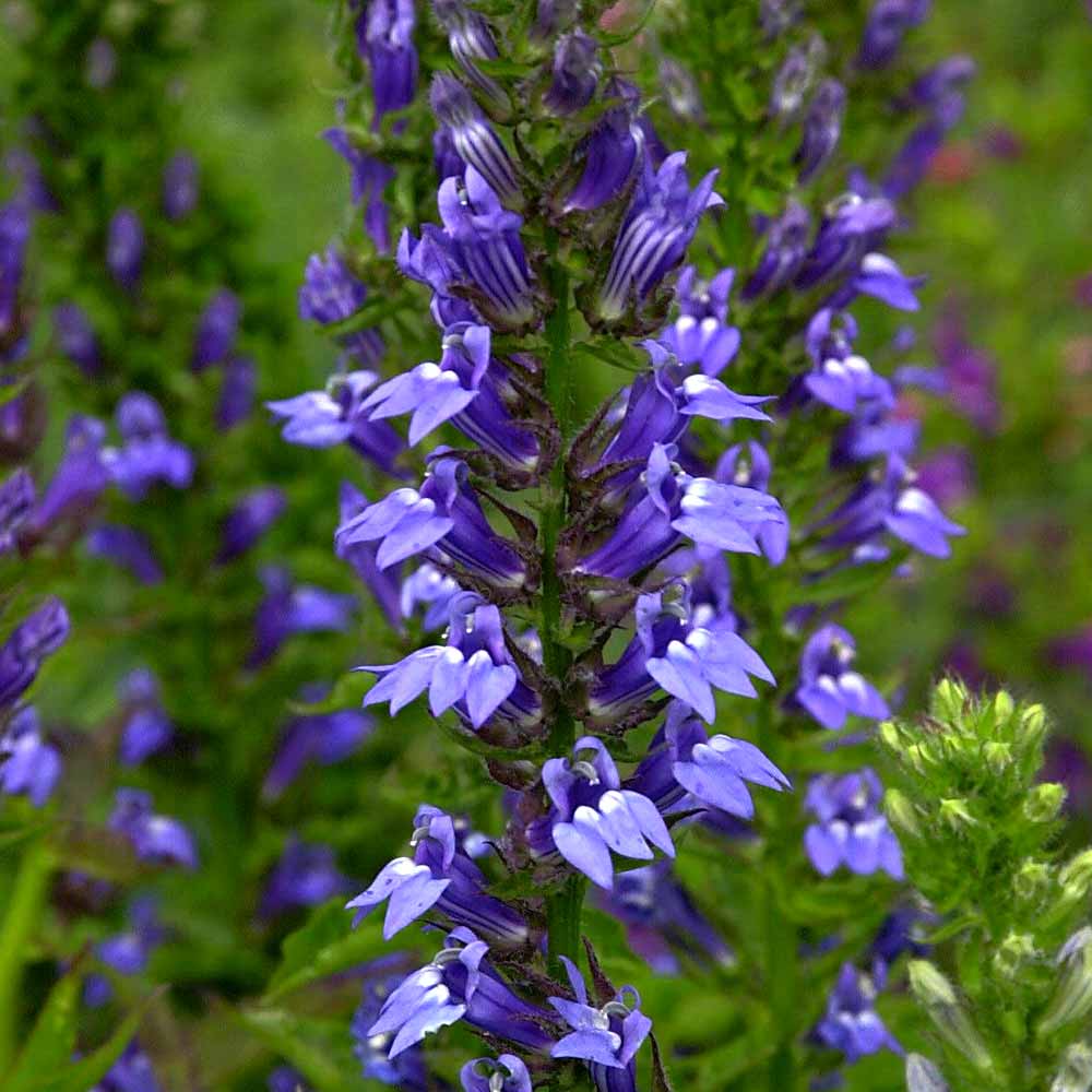 Artikelbild 2 des Artikels “Wasser-Lobelie, blau “