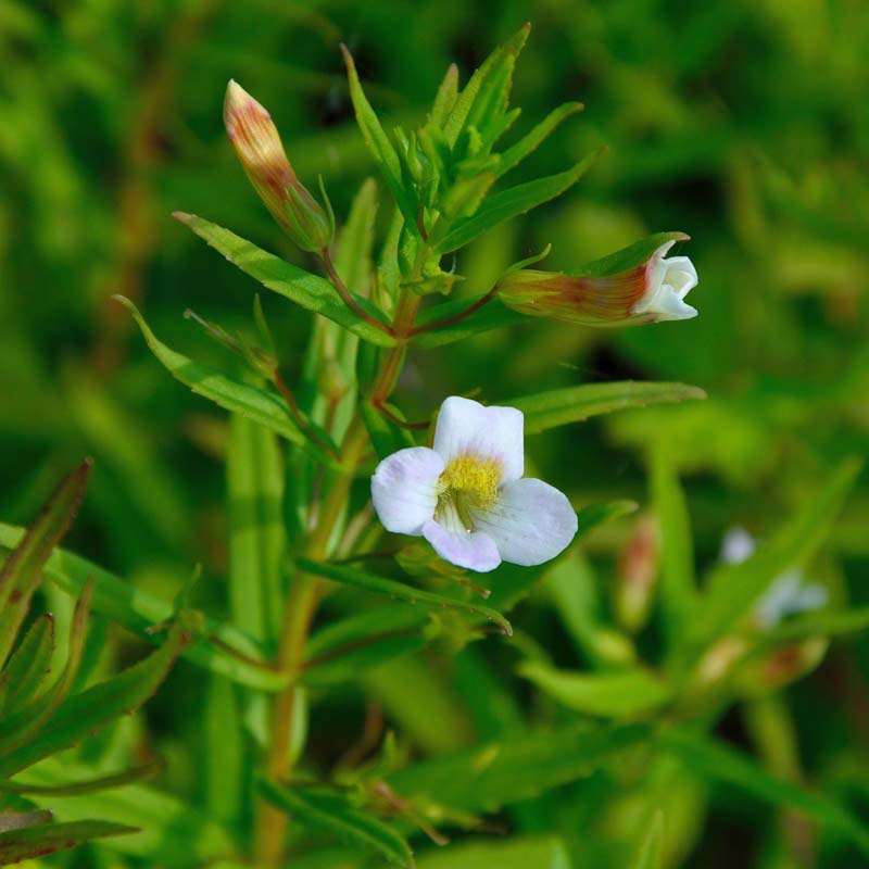 GottesGnadenkraut NaturaGart Gärtnerei FeuchtzonenPflanzen