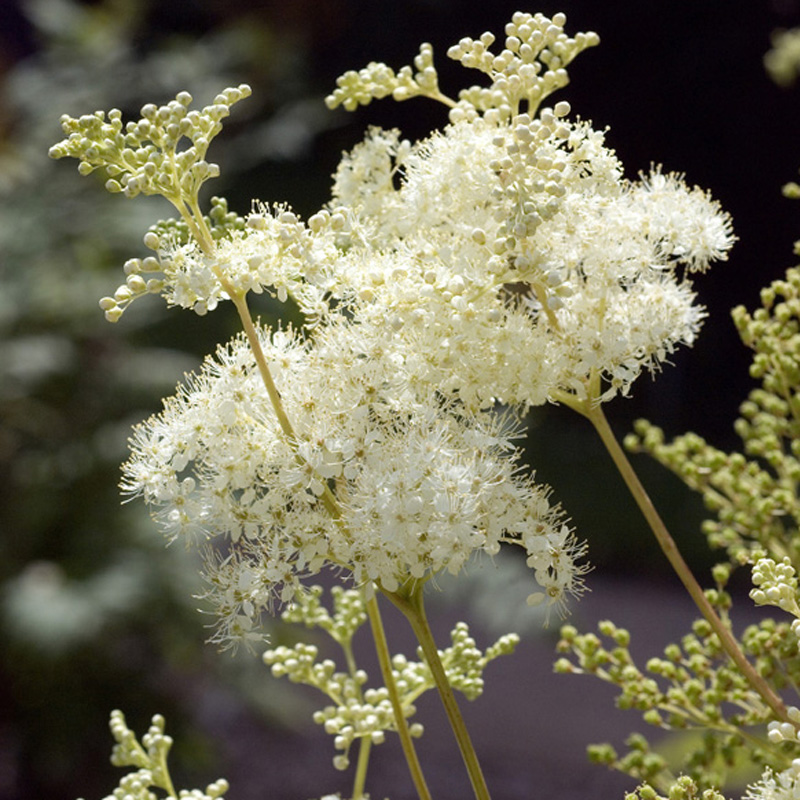 Artikelbild 2 des Artikels “Mädesüß “