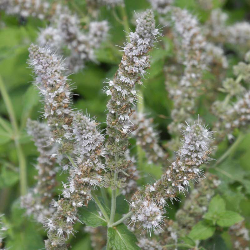 Artikelbild 2 des Artikels “Ross-Minze “