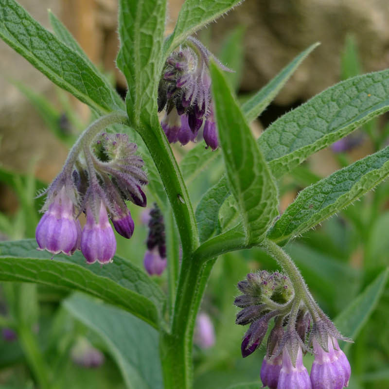 Artikelbild 2 des Artikels “Beinwell “