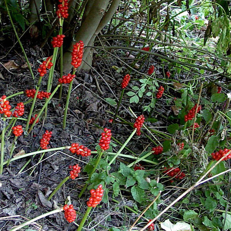 Artikelbild 2 des Artikels “Italienischer Aronstab “