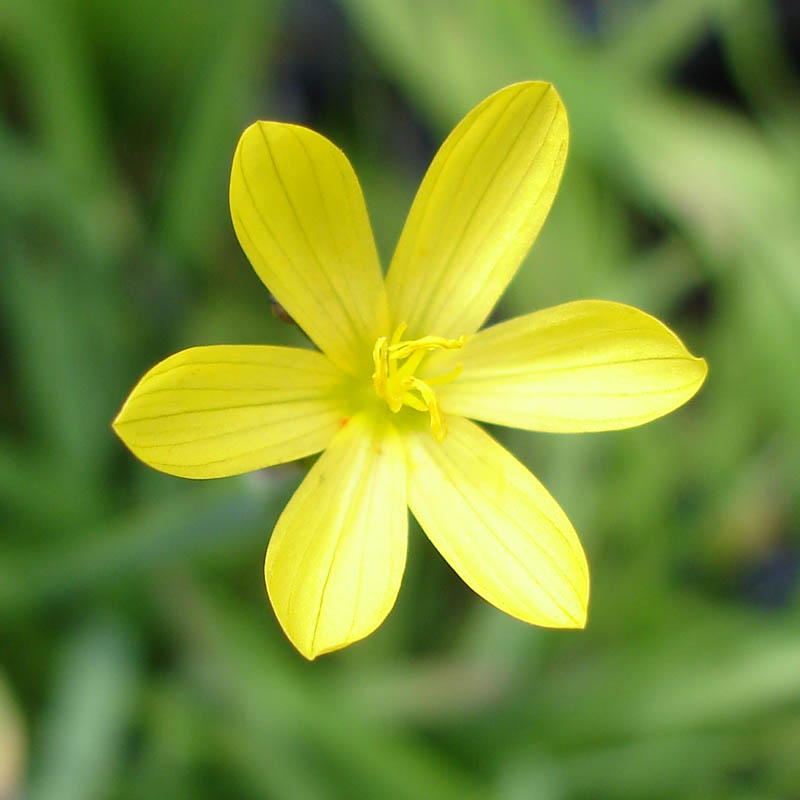 Artikelbild 2 des Artikels “Zwerg-Sumpf-Iris, gelb “