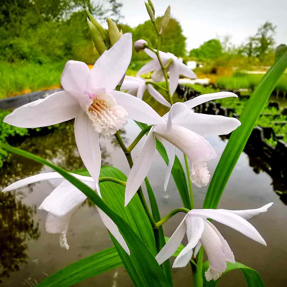 Artikelbild 2 des Artikels “Japanorchidee, weiß “