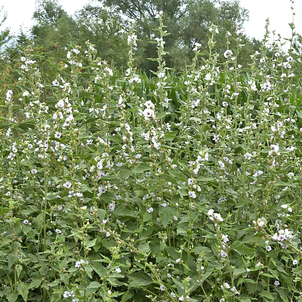 Artikelbild 2 des Artikels “Echter Eibisch “