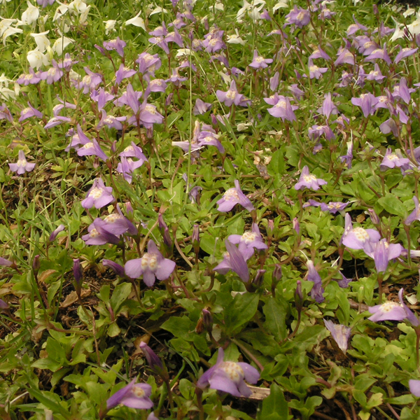 Artikelbild 2 des Artikels “Lippenmäulchen, blau “
