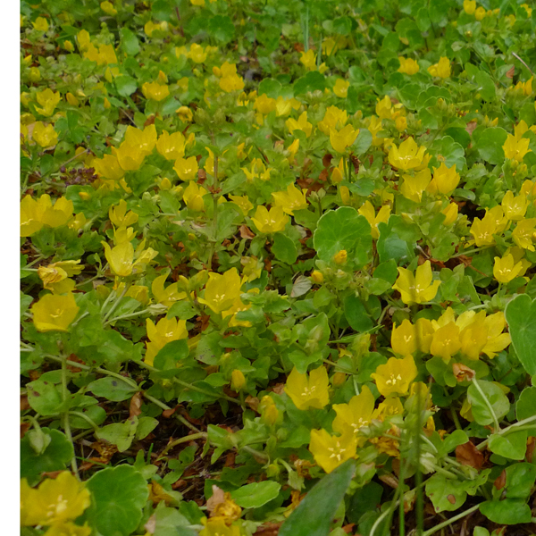 Artikelbild 2 des Artikels “Pfennigkraut “