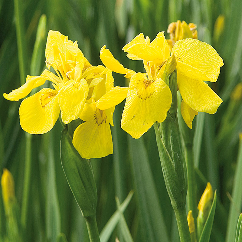 Artikelbild 2 des Artikels “Wasser-Schwertlilie, gestreifte Blätter “