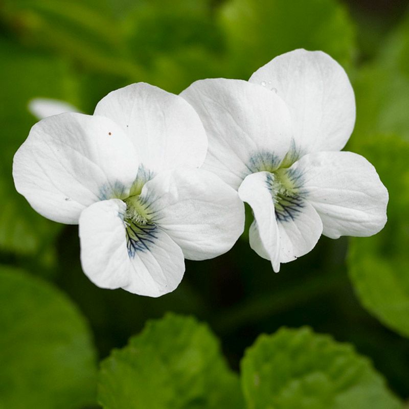 Artikelbild 2 des Artikels “Veilchen, weiß “