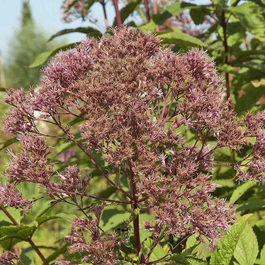 Artikelbild 2 des Artikels “Dost, weinrot “