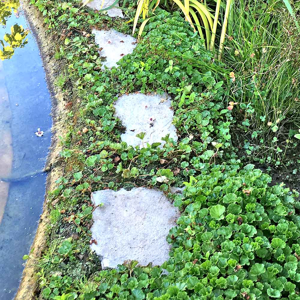 Artikelbild 2 des Artikels “Zwerg-Gunnera “