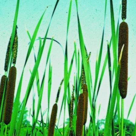 Artikelbild 2 des Artikels “Hohes Röhricht “