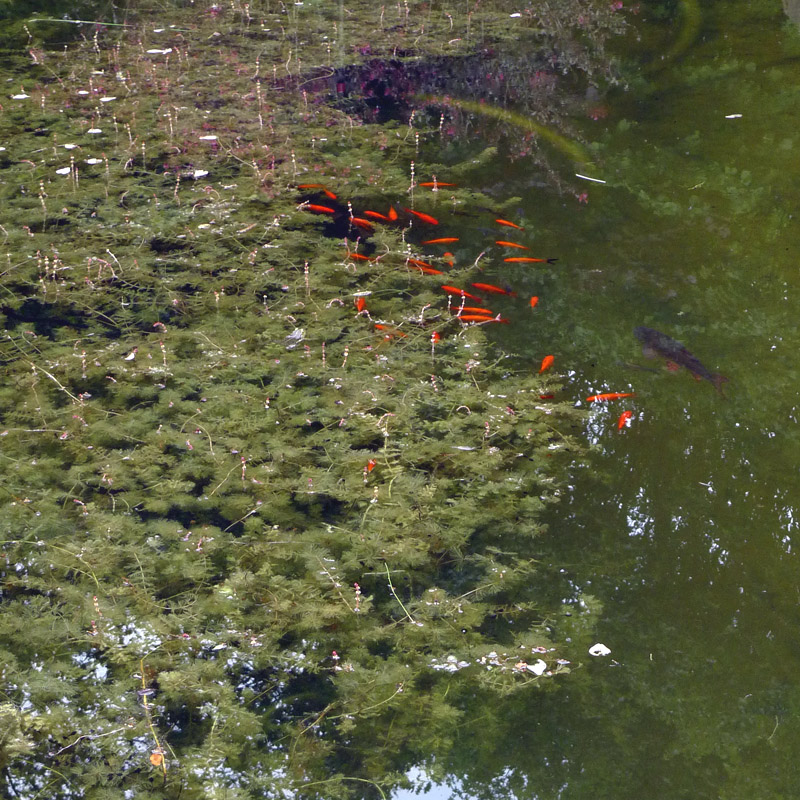 Artikelbild 2 des Artikels “Unterwasser-Pflanzen-Sortiment 5 Portionen für ca. 5 m²“
