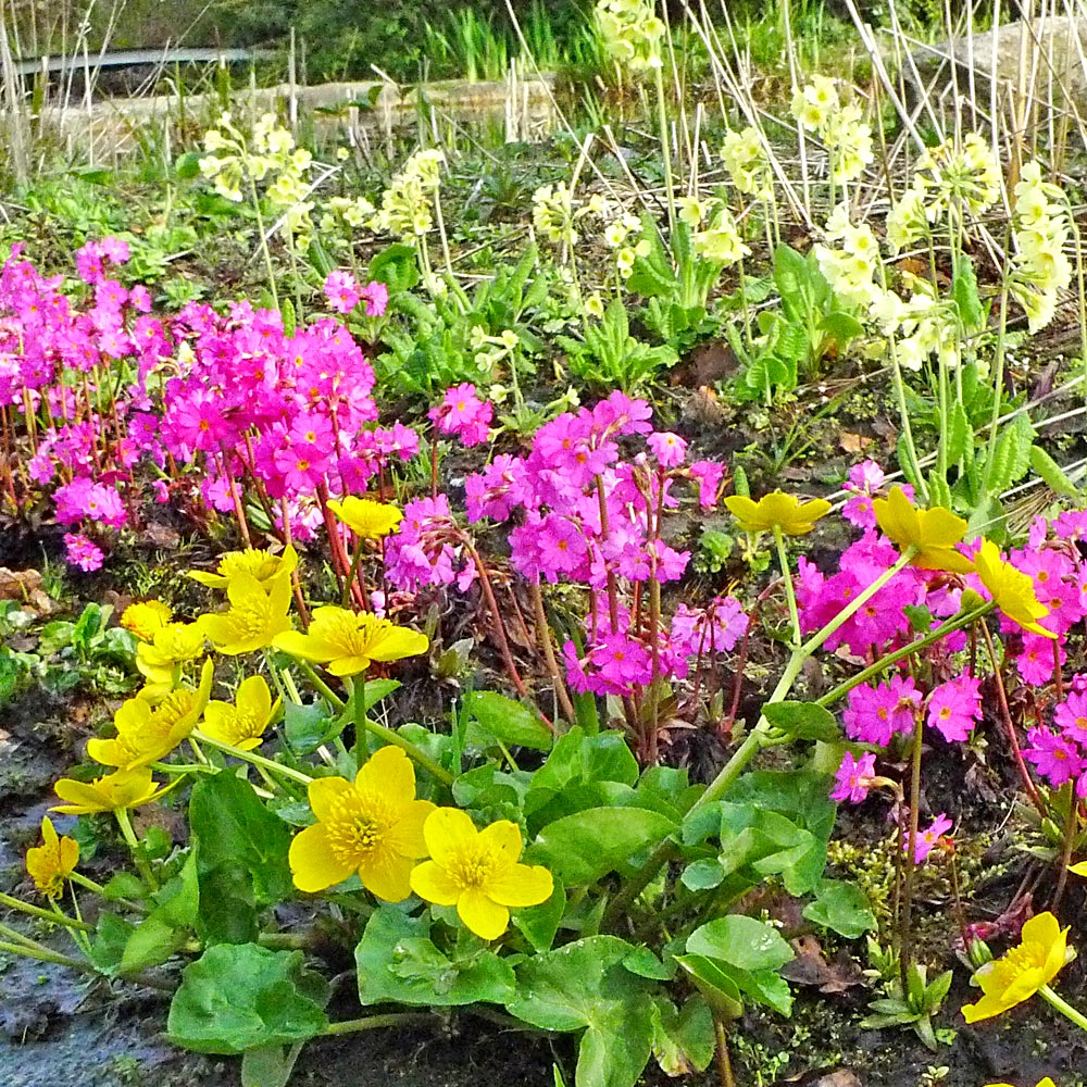 Artikelbild 2 des Artikels “Bunter Frühling 50 “