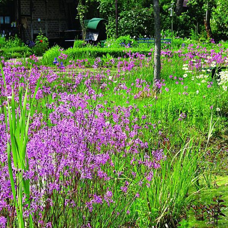 Artikelbild 2 des Artikels “Ufermatten-Blumensaat inkl. Startdünger “