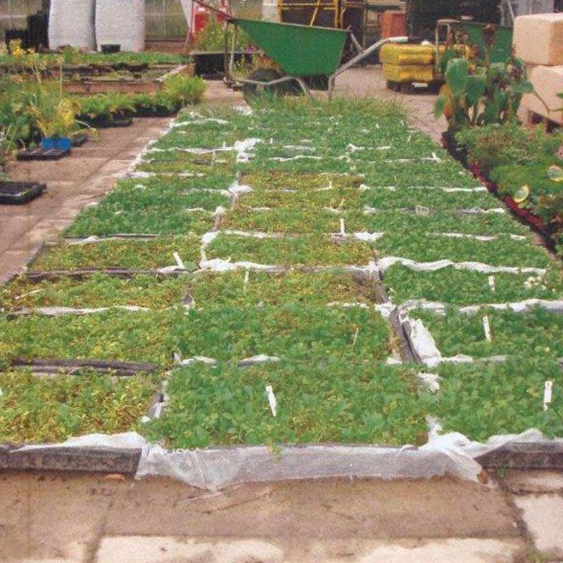 Artikelbild 2 des Artikels “Ufermatten-Start-Pflanzung blau-weiß “