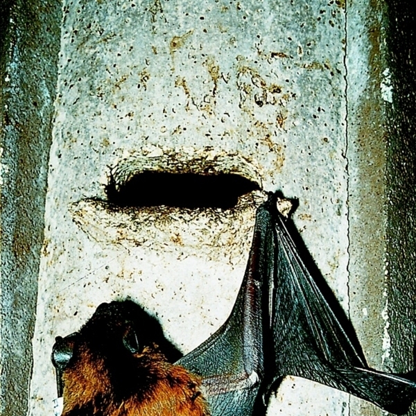 Artikelbild 2 des Artikels “Fledermaus-Höhle, Standard “