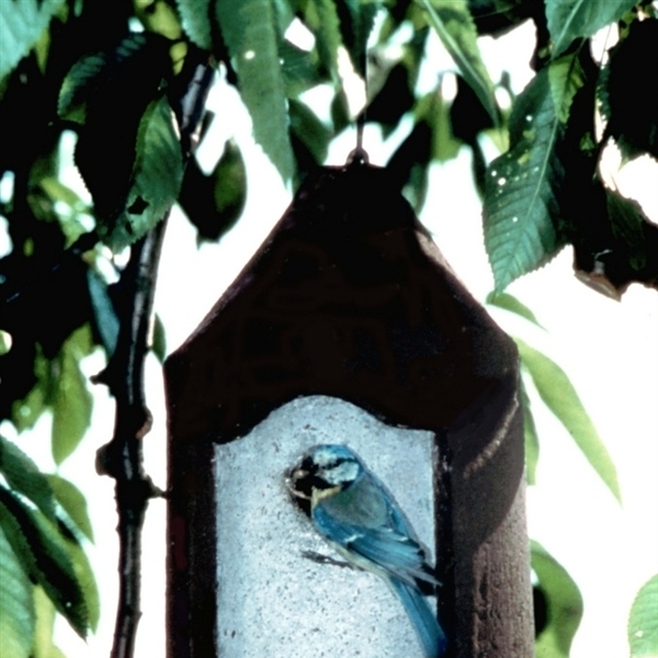 Artikelbild 2 des Artikels “Gartenhöhle 26 mm “