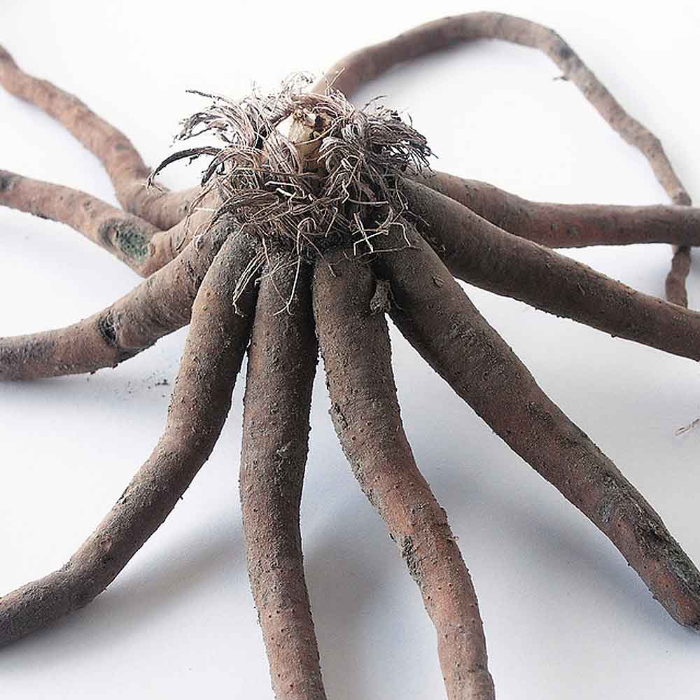 Artikelbild 2 des Artikels “Steppenkerze 'Oase' “