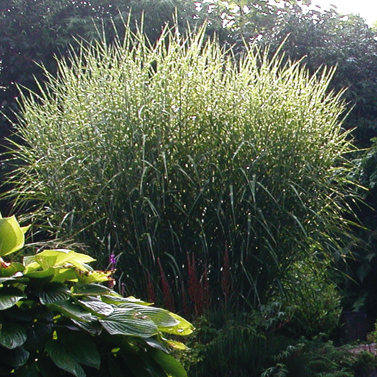 Artikelbild 3 des Artikels “Gräser-Kulisse 6 “