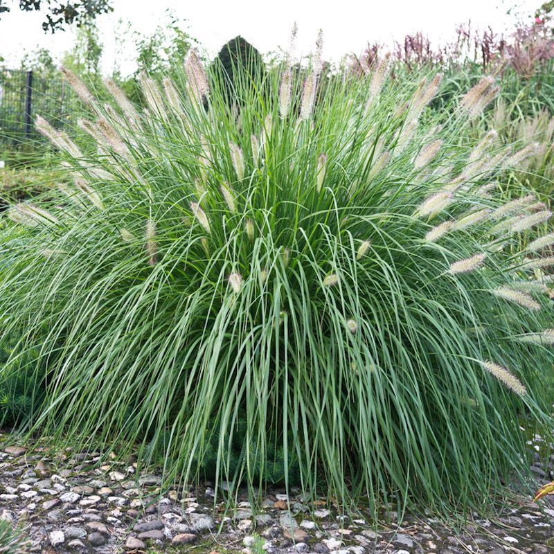 Artikelbild 3 des Artikels “Gräser-Sortiment mittelhoch 12 “