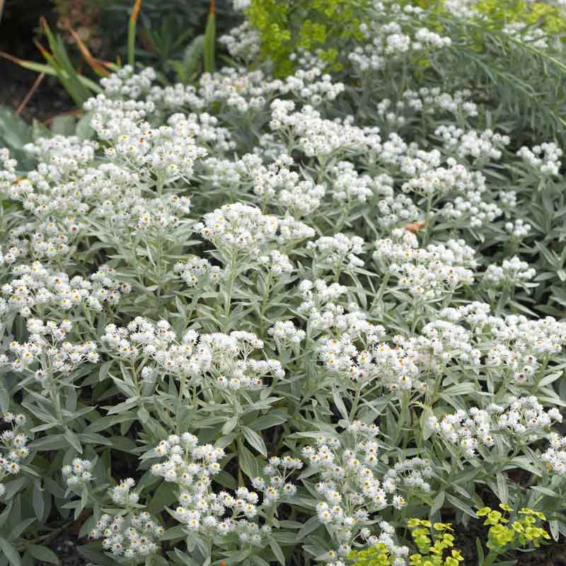 Artikelbild 3 des Artikels “Sonnen-Stauden niedrig Nr. 1 “