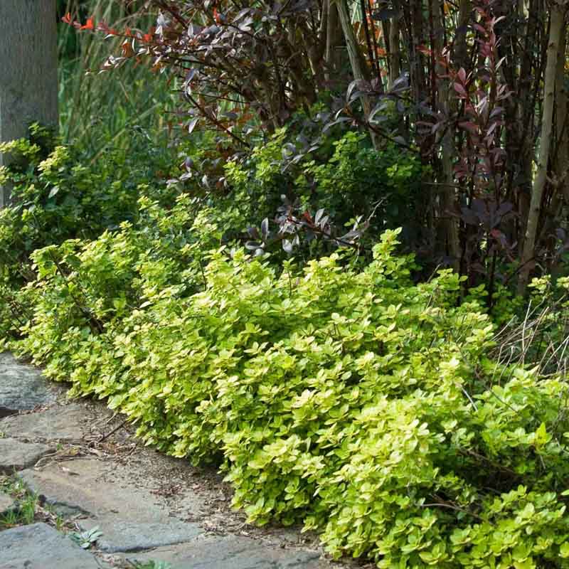 Artikelbild 3 des Artikels “Sonnen-Stauden niedrig bis mittelhoch Nr. 1 “