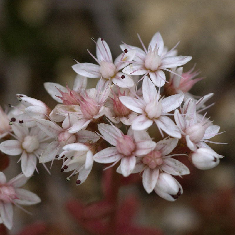 Artikelbild 3 des Artikels “Dachstauden-Sortiment “