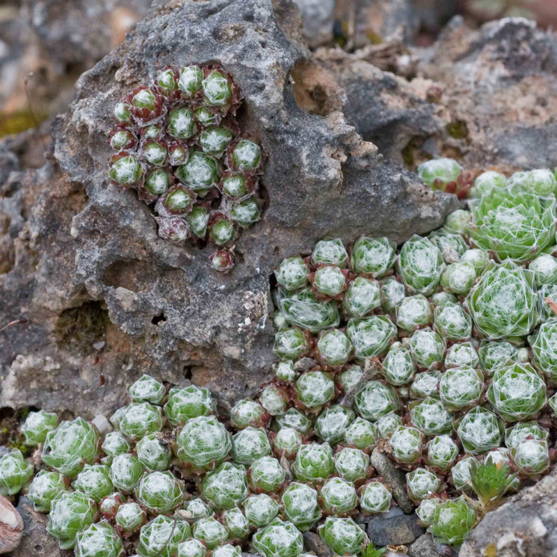 Artikelbild 3 des Artikels “Trockenmauer 10 “