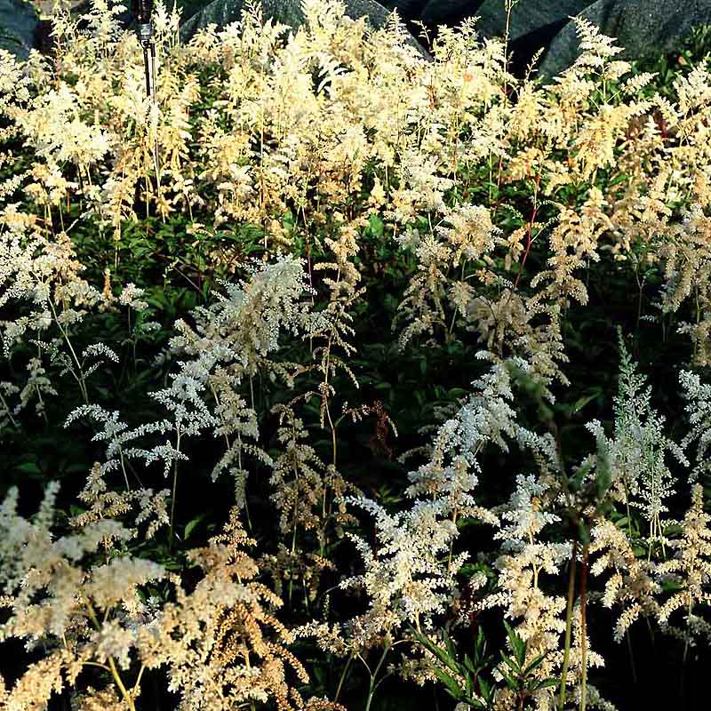 Artikelbild 3 des Artikels “Halbschatten-Stauden mittelhoch Nr. 1 “