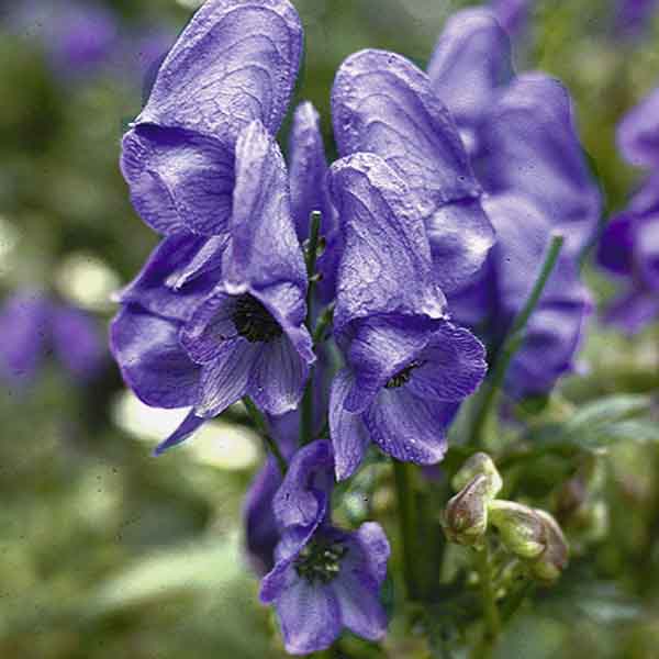 Artikelbild 3 des Artikels “Halbschatten-Stauden mittelhoch Nr. 2 “