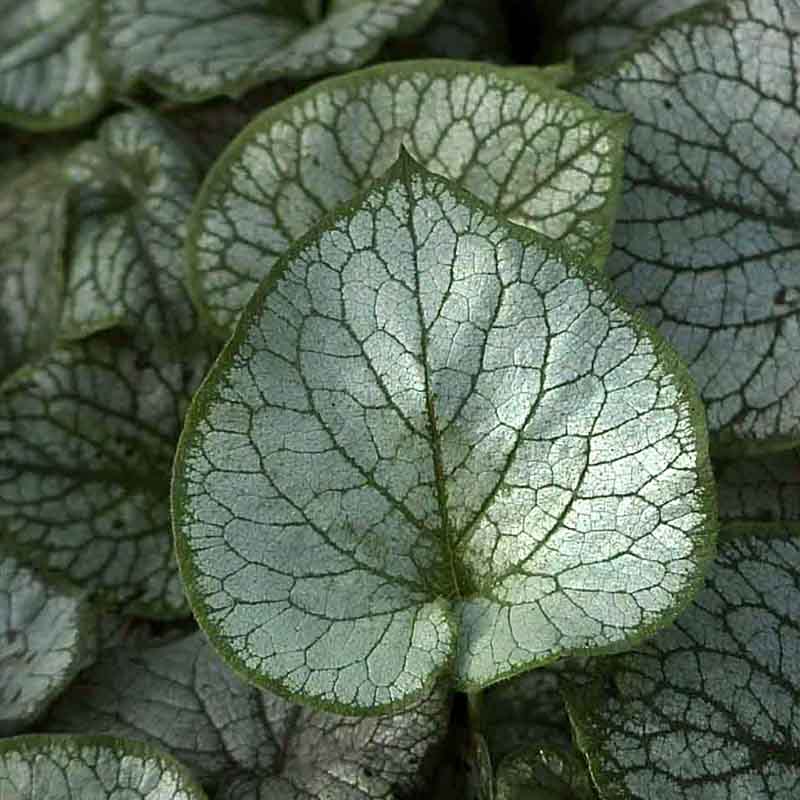 Artikelbild 3 des Artikels “Halbschatten-Stauden niedrig Nr. 2 “