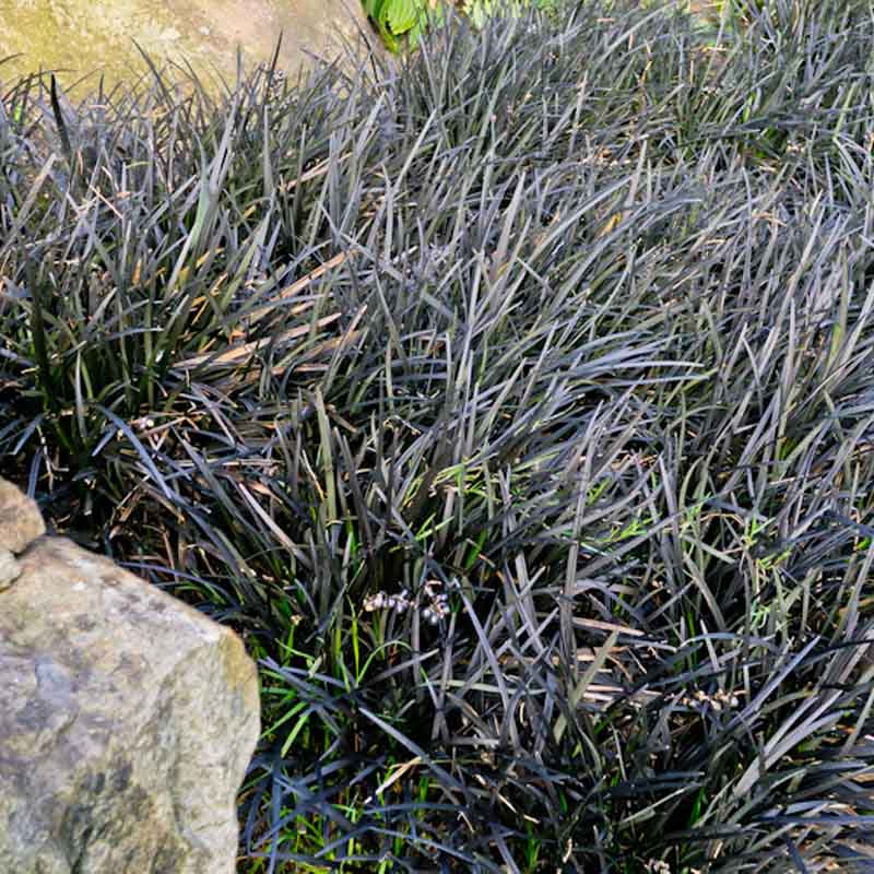 Artikelbild 3 des Artikels “Halbschatten-Stauden niedrig Nr. 3 “