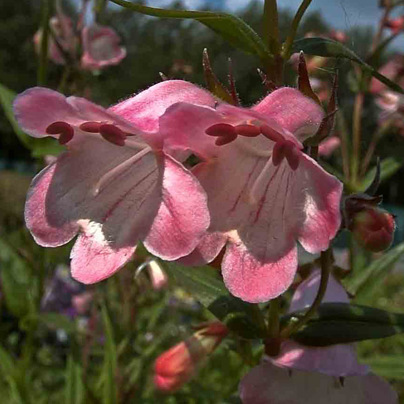 Artikelbild 3 des Artikels “Die wiederkehrende rosa Pracht “