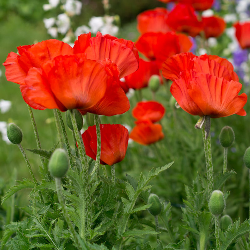 Artikelbild 3 des Artikels “Die wiederkehrende rote Pracht “